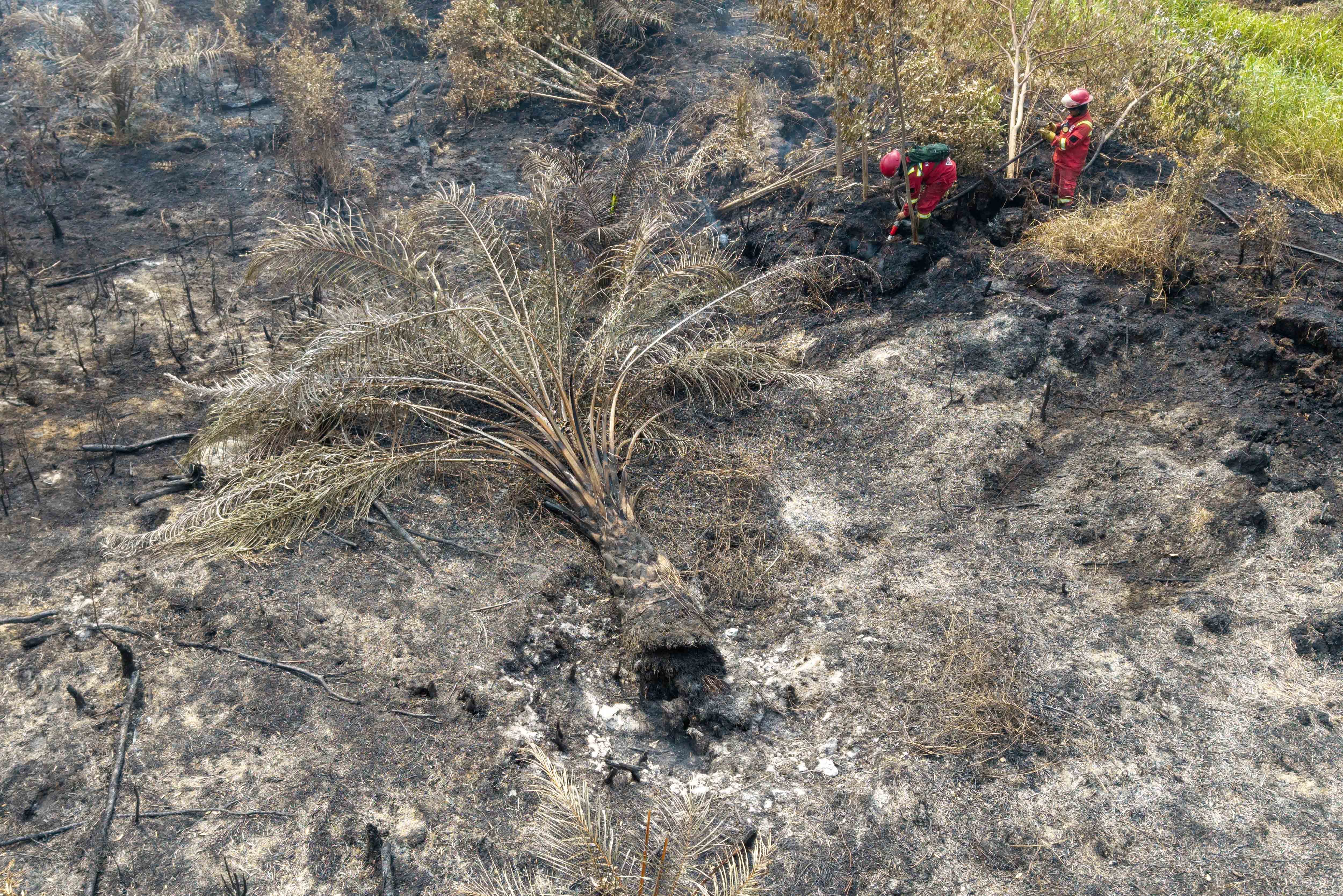 Foto udara Petugas dari Manggala Agni Daops Sumatera IX-Kota Jambi melakukan pemadaman kebakaran lahan gambut di Desa Kota Bumi, Kecamatan Tanjung Lubuk, Kabupaten Ogan Komering Ilir, Sumatera Selatan, Rabu (26/8/2026). Balai Pengendalian Kebakaran Hutan Wilayah Sumatera Kementerian Kehutanan mengerahkan tiga regu personel Manggala Agni untuk memadamkan kebakaran lahan gambut sekitar 50 hektare di daerah tersebut yang terjadi sejak 15 hari yang lalu. 