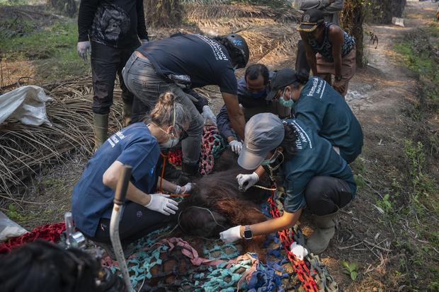 Anggota tim medis dari Yayasan IAR Indonesia (YIARI) memeriksa orang utan jantan dewasa bernama Sampurna yang ditemukan dalam kondisi lemas di perkebunan sawit milik warga di Desa Laman Satong, Kecamatan Matan Hilir Utara, Ketapang, Kalimantan Barat, Minggu (30/8/2026). Tim gabungan mengevakuasi orang utan ini untuk mendapatkan penanganan medis setelah diduga mengalami gangguan pernapasan karena paparan asap akibat kebakaran hutan dan lahan yang terjadi di wilayah tersebut.
