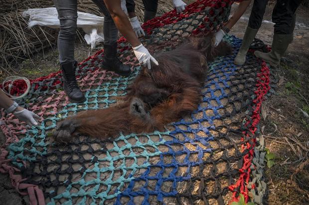 Orang utan jantan dewasa bernama Sampurna tergeletak dan tidak sadarkan diri saat dievakuasi dari perkebunan sawit milik warga di Desa Laman Satong, Kecamatan Matan Hilir Utara, Ketapang, Kalimantan Barat, Minggu (30/8/2026). Tim gabungan BKSDA Kalimantan Barat dan Yayasan IAR Indonesia (YIARI) mengevakuasi orang utan ini ke Pusat Penyelamatan dan Rehabilitasi Orangutan YIARI untuk mendapatkan penanganan medis setelah diduga mengalami gangguan pernapasan karena paparan asap akibat kebakaran hutan dan lahan 