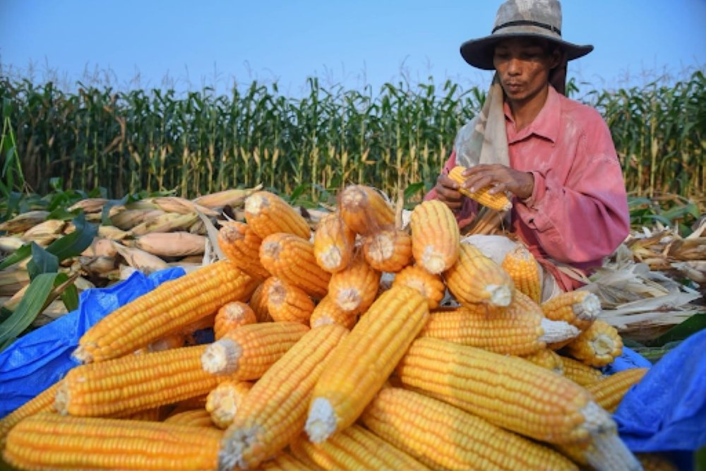 Ilustrasi panen jagung