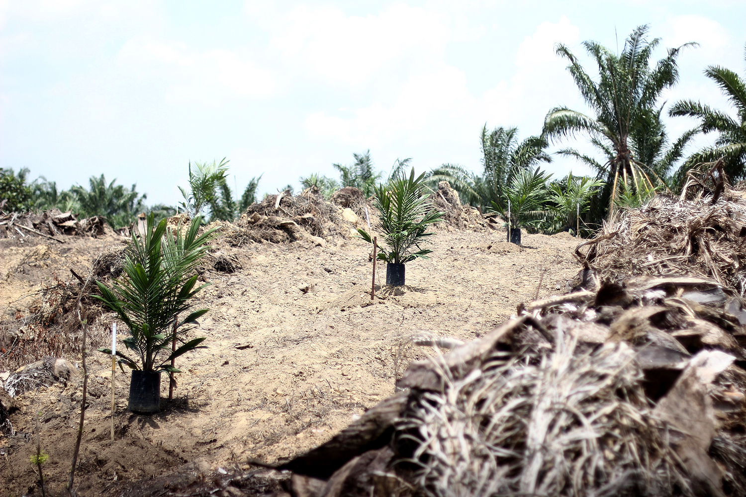 Menjaga Lahan Tak Menua dengan Dana Sawit  Foto  Katadata 