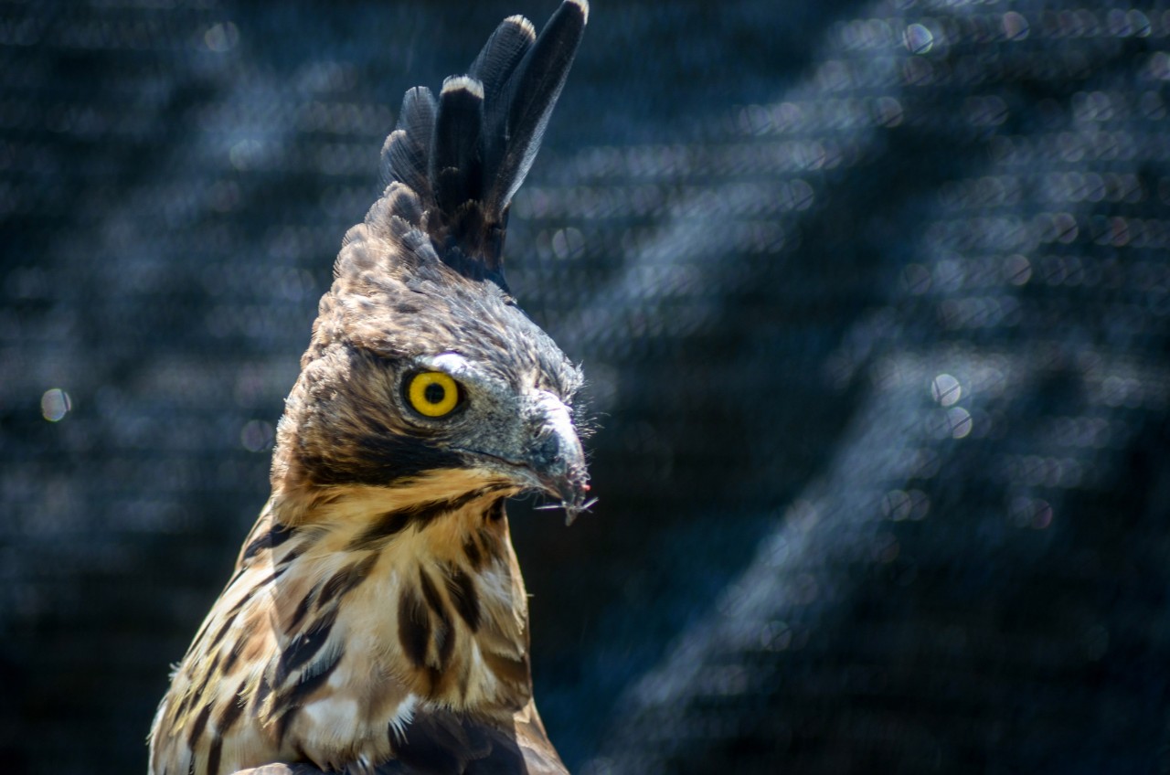 Seekor burung elang jawa (nisaetus bartelsi) berada di dalam kandang di Pusat Konservasi Elang Kamojang, Kabupaten Garut, Jawa Barat, Selasa (19/11/2019). Saat ini, Pusat Konservasi Elang Kamojang menampung 136 ekor burung elang dari 12 jenis, berdasarkan hasil sitaan dari perdagangan elang dan kepemilikan pribadi di berbagai kota di indonesia. Foto Pilihan Pekan Ketiga November 2019