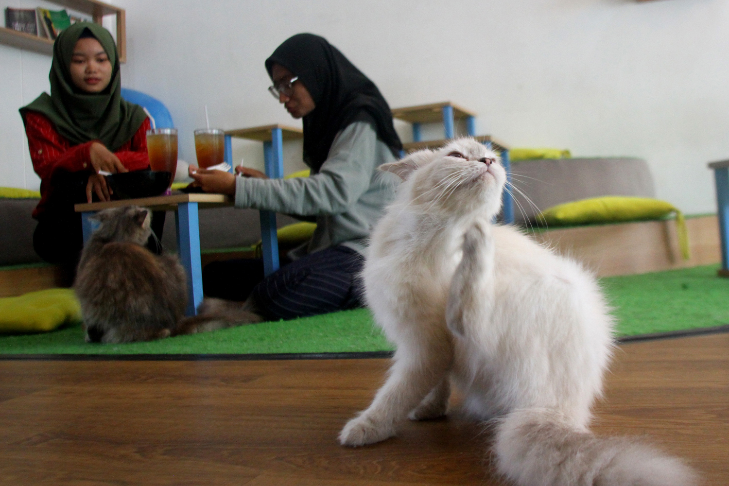 Pengunjung bermain dengan kucing di Cafe Kucing Neko-neko, Malang, Jawa Timur, Selasa (7/1/2020). Pemilik bisnis usaha cafe tersebut sengaja menghadirkan puluhan kucing sebagai daya tarik bagi para pecinta kucing untuk datang berkunjung. Foto Pilihan Pekan Kedua Januari 2020