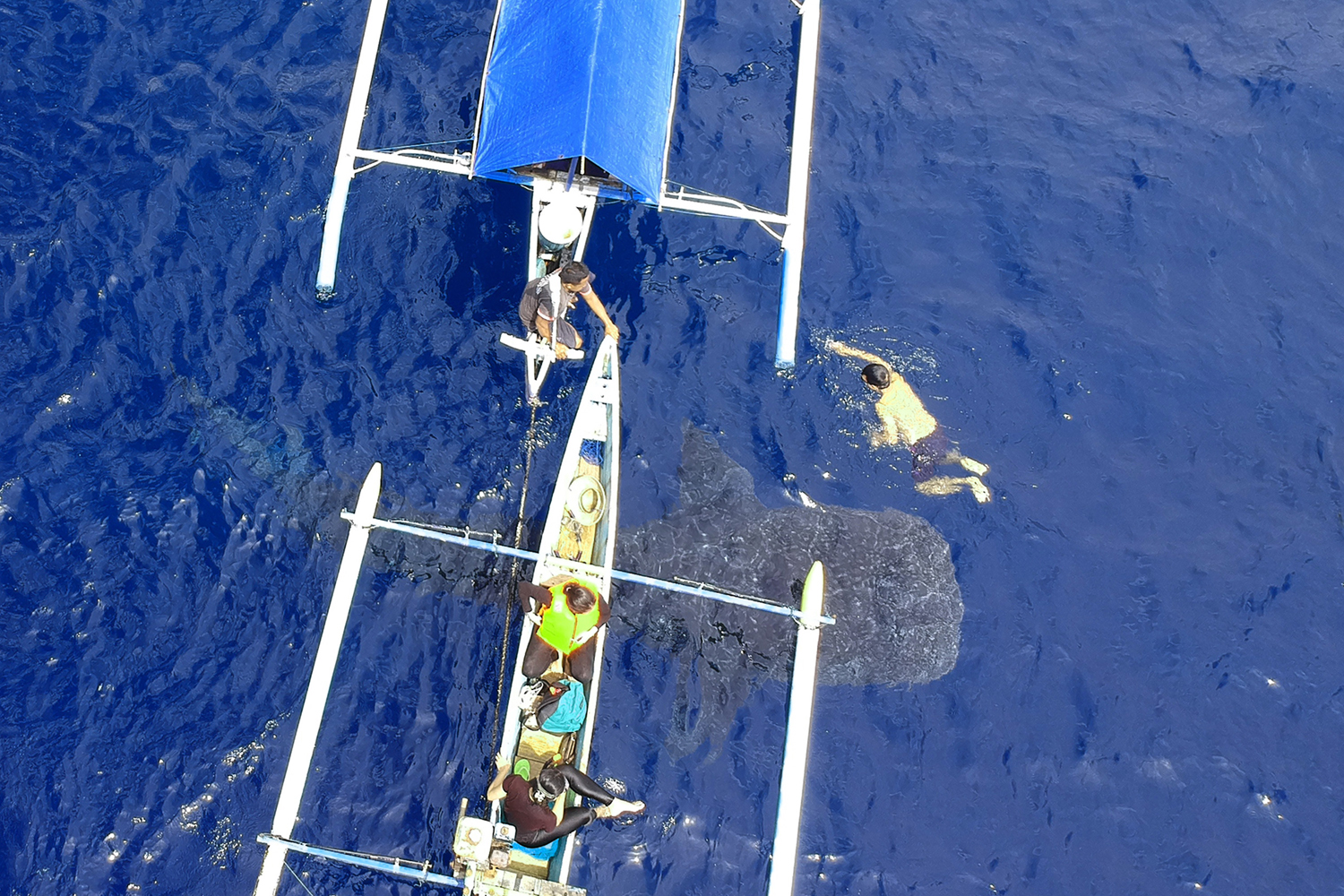 Seekor Hiu Paus berenang mendekati perahu pengunjung di pantai Botubarani di Kabupaten Bone Bolango, Gorontalo, Kamis (16/1/2020). Warga setempat mencatat sebanyak lima ekor Hiu Paus kembali datang sejak awal Januari 2020. Foto Pilihan Pekan Ketiga Januari 2020