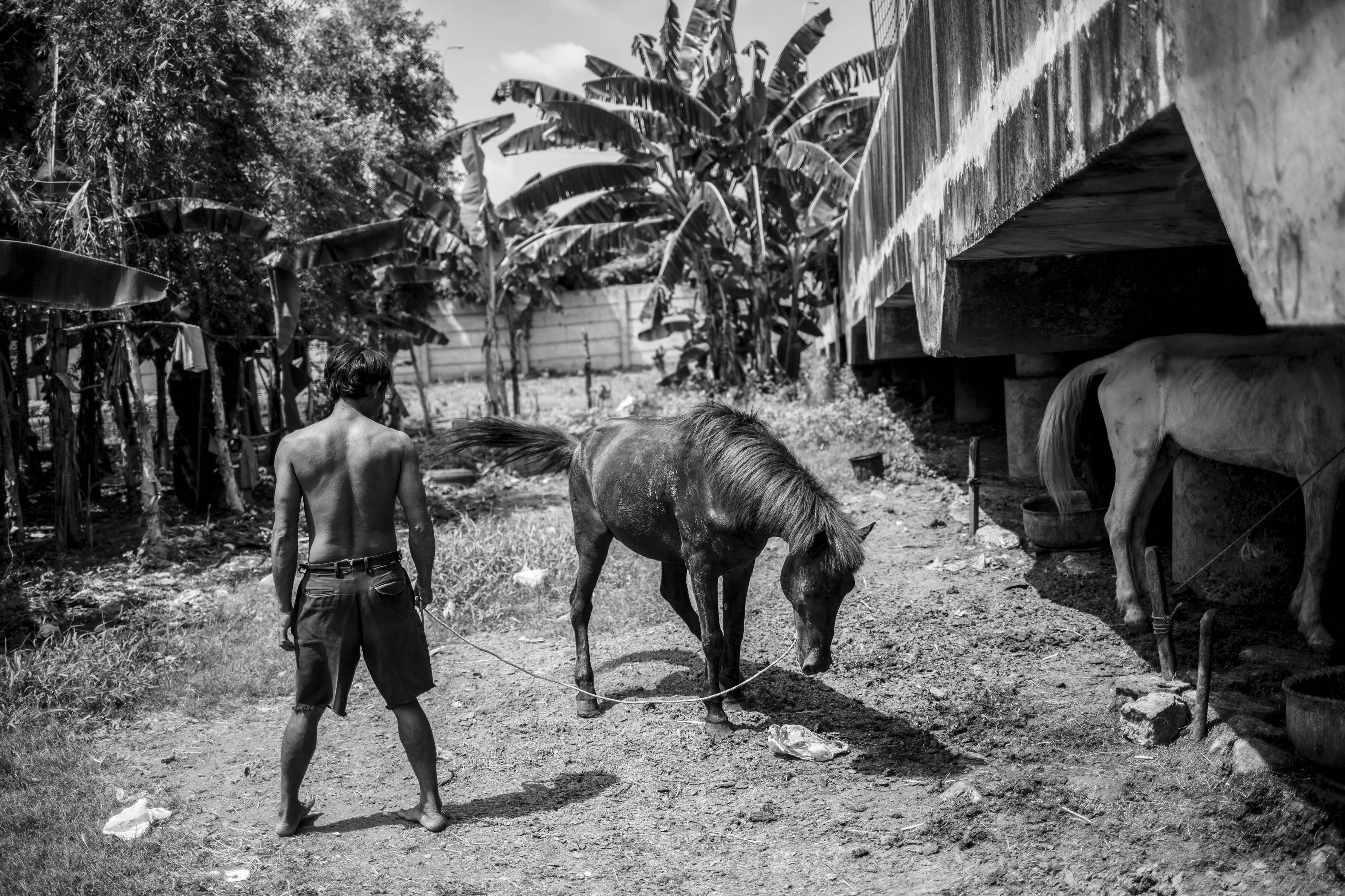 Pekerja penarik delma saat merawat kuda miliknya di bawah kolong jalan tol di Kawasan Sungai Bambu, Jakarta Utara, Selasa (12/5/2020). Penarik delman yang beroperasi melayani wisatawan di seputaran Kemayoran dan Monas tersebut, kini berhenti beroperasi akibat penerapan Pembatasan Sosial Bersekala Besar (PSBB) di wilayah Kota Jakarta dampak dari pandemi Covid-19 sehingga tidak ada penghasilan. Kereta Kuda Yang Terlupakan