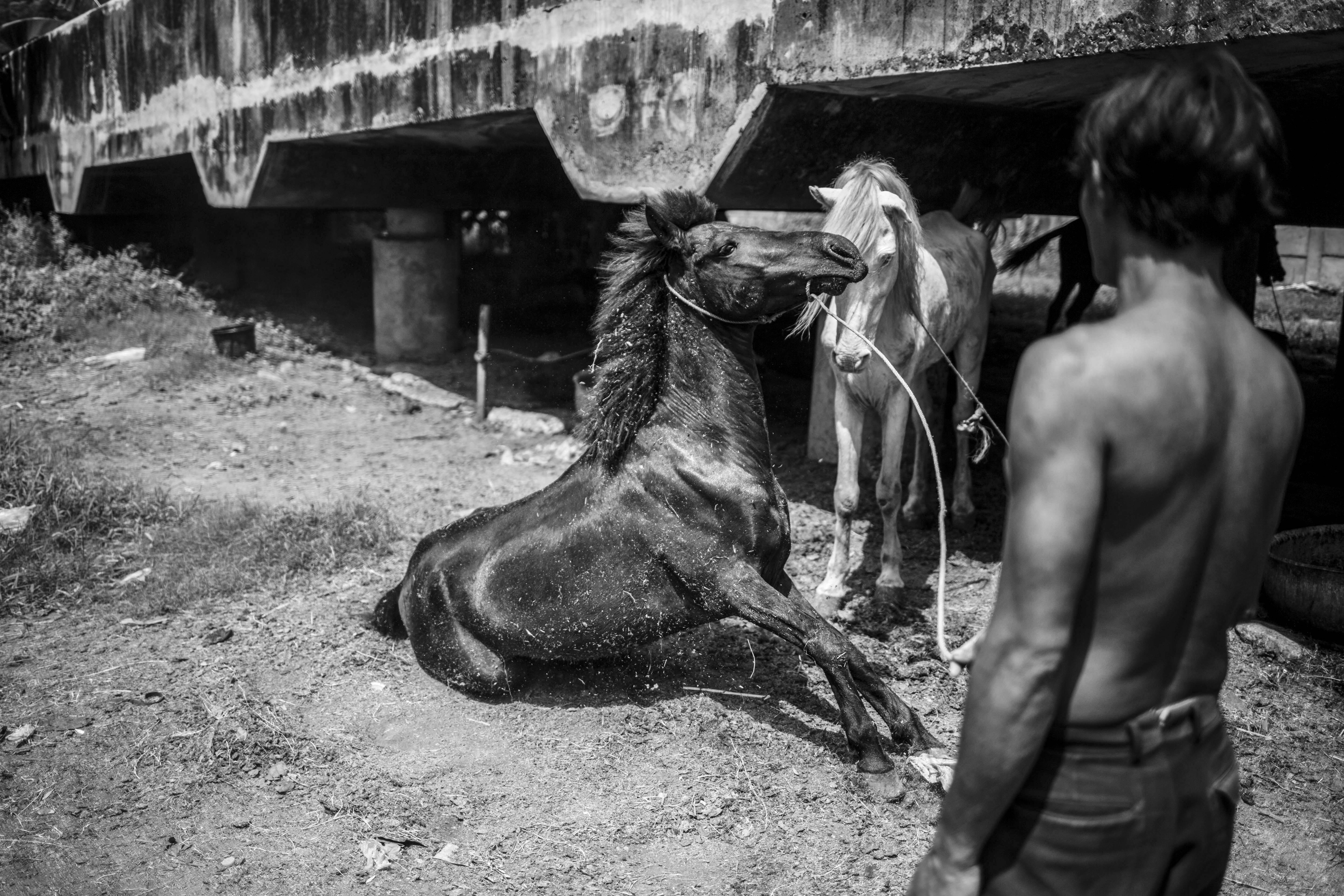 Pekerja penarik delma saat merawat kuda miliknya di bawah kolong jalan tol di Kawasan Sungai Bambu, Jakarta Utara, Selasa (12/5/2020). Penarik delman yang beroperasi melayani wisatawan di seputaran Kemayoran dan Monas tersebut, kini berhenti beroperasi akibat penerapan Pembatasan Sosial Bersekala Besar (PSBB) di wilayah Kota Jakarta dampak dari pandemi Covid-19 sehingga tidak ada penghasilan. Kereta Kuda Yang Terlupakan