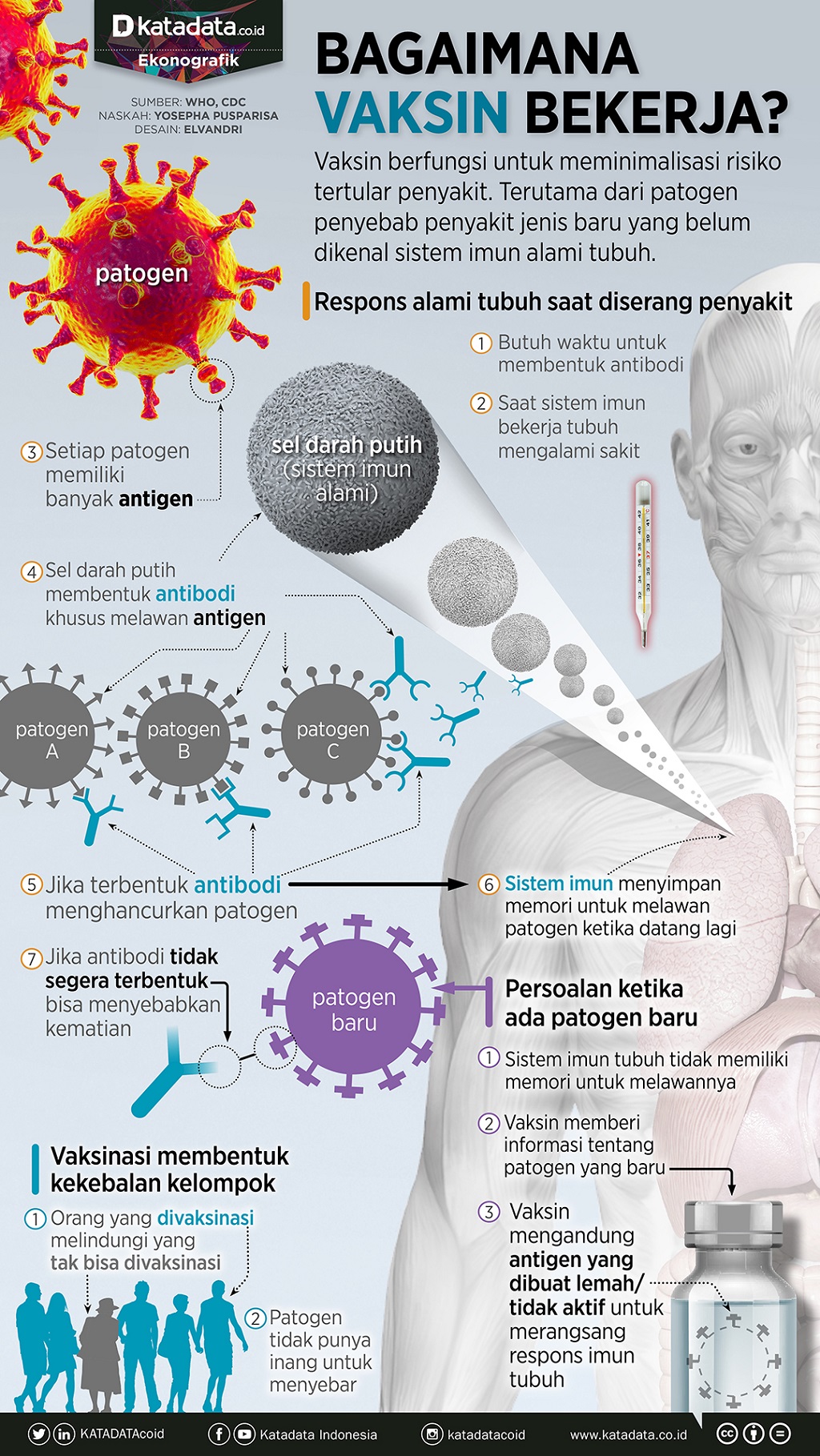 Infografik_Bagaimana vaksin bekerja