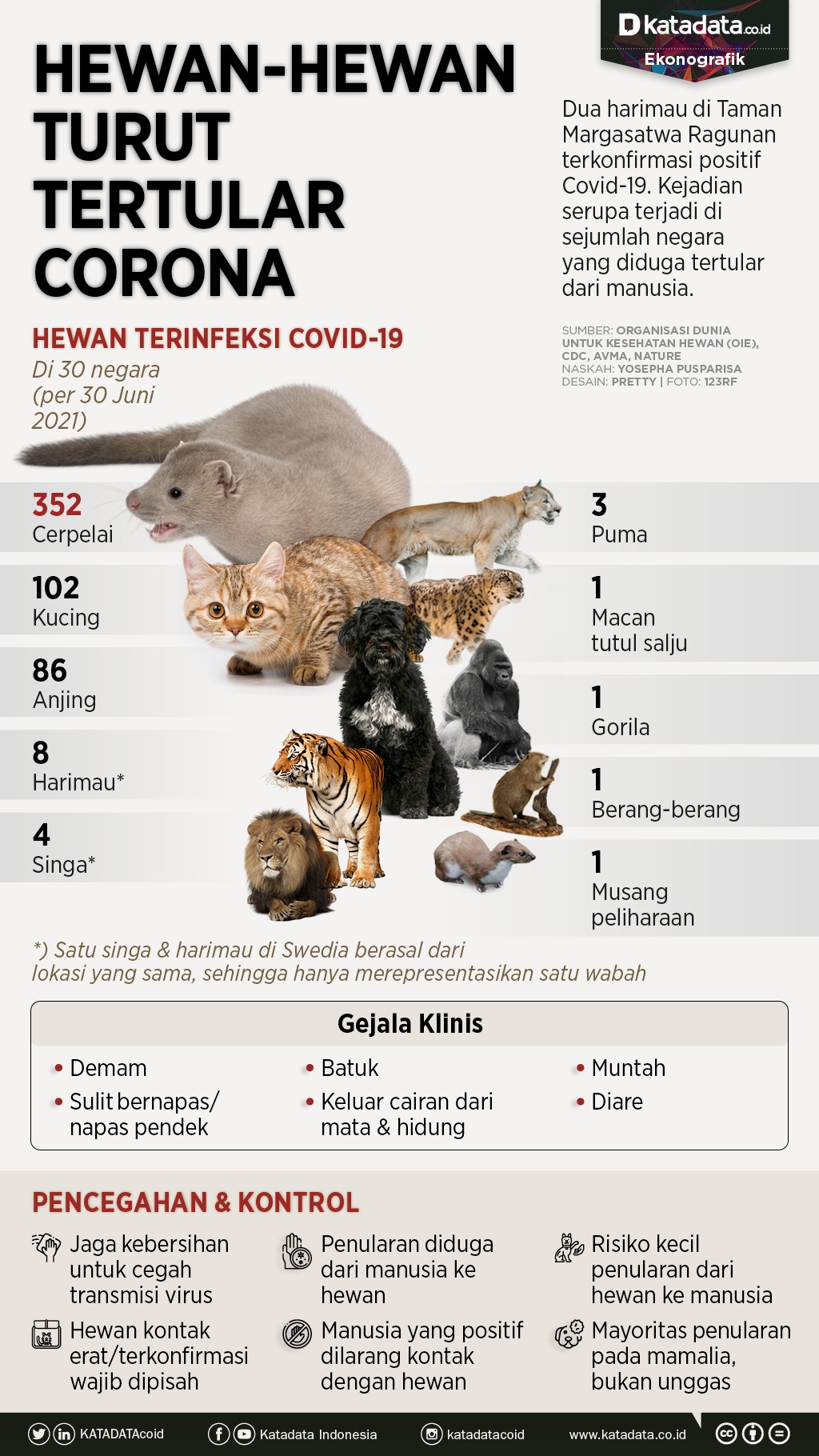 Infografik_Hewan-hewan turut tertular corona