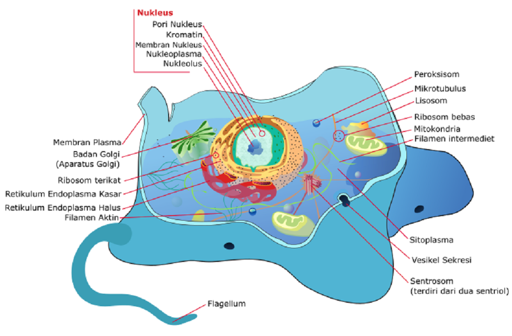 Struktur sel hewan