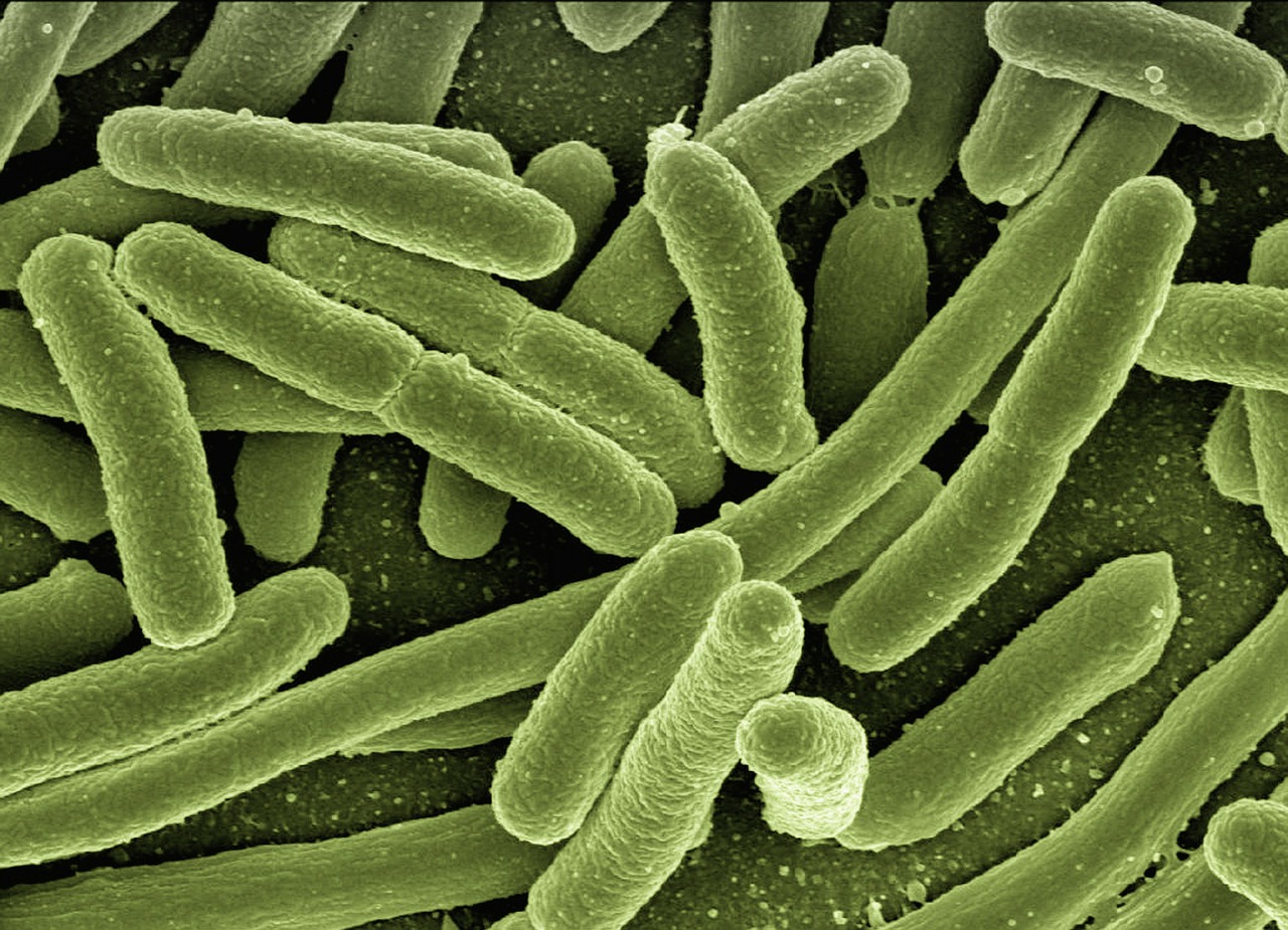 Ilustrasi Bakteri