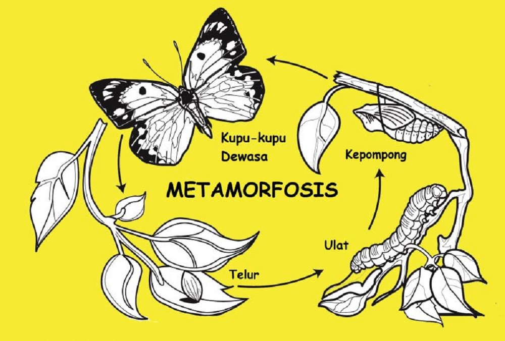 Metamorfosis insecta jelaskan pada terjadi dua yang macam Jelaskan tahapan