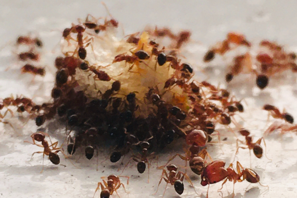 10 Cara Mengusir Semut di Rumah Tanpa Bahan Kimia - Lifestyle Katadata.co.id