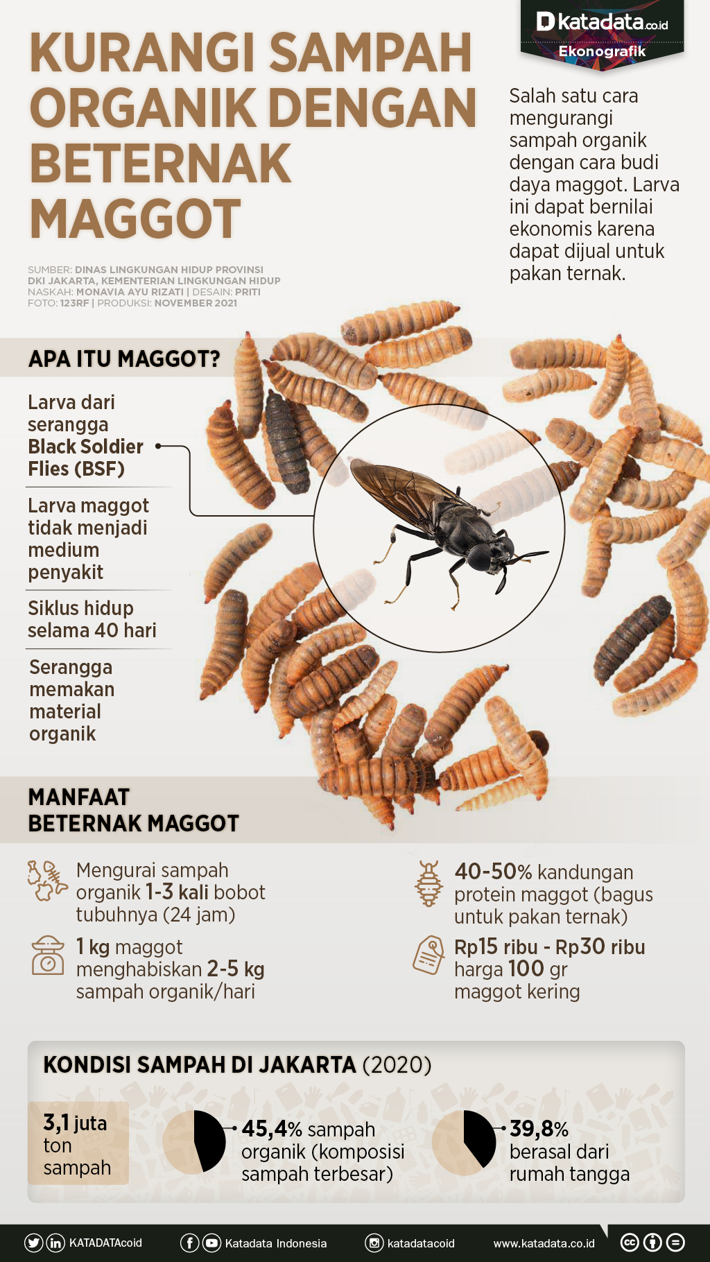 Infografik_Kurangi sampah organik dengan beternak maggot