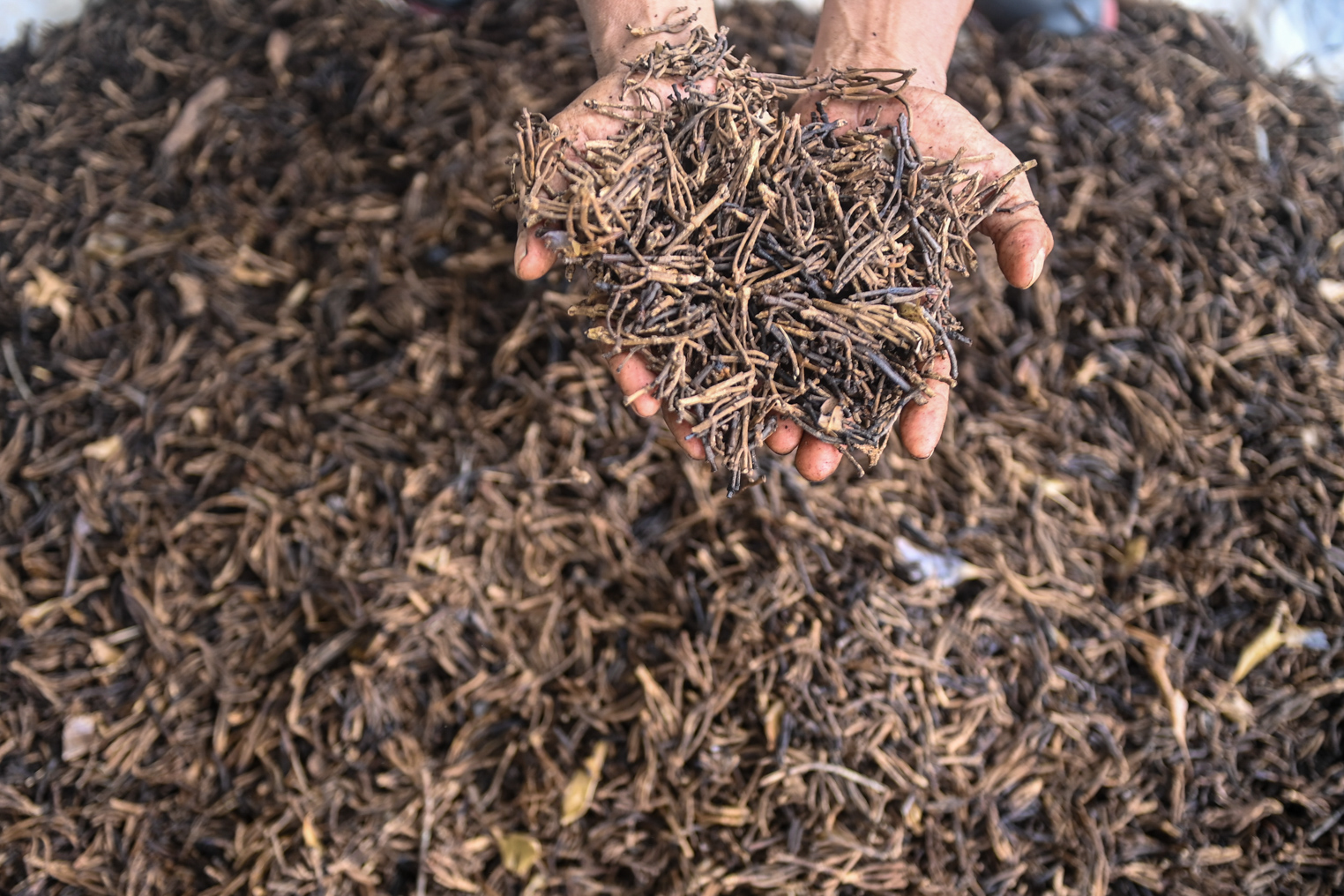 Minyak Atsiri Kekayaan Rempah Nusantara Asal Maluku