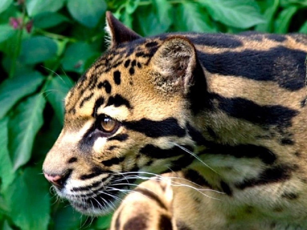 Macan Dahan Kalimantan