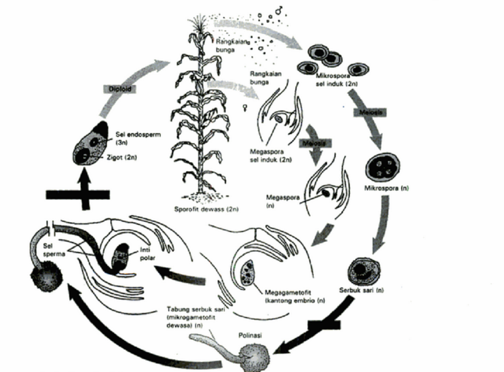 Siklus hidup tumbuhan angispermae