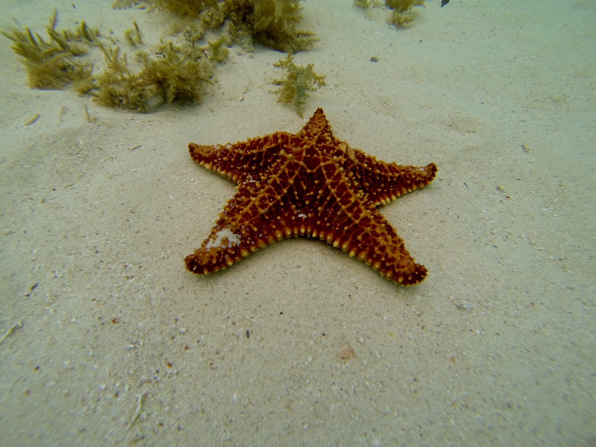 Bintang laut termasuk hewan vertebrata atau avertebrata