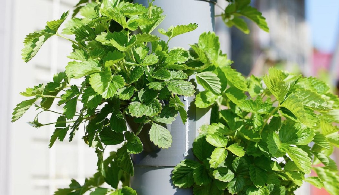 CARA MERAWAT TANAMAN HIDROPONIK