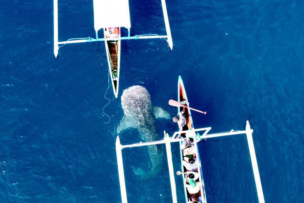 WISATA HIU PAUS DI AWAL TAHUN 2023