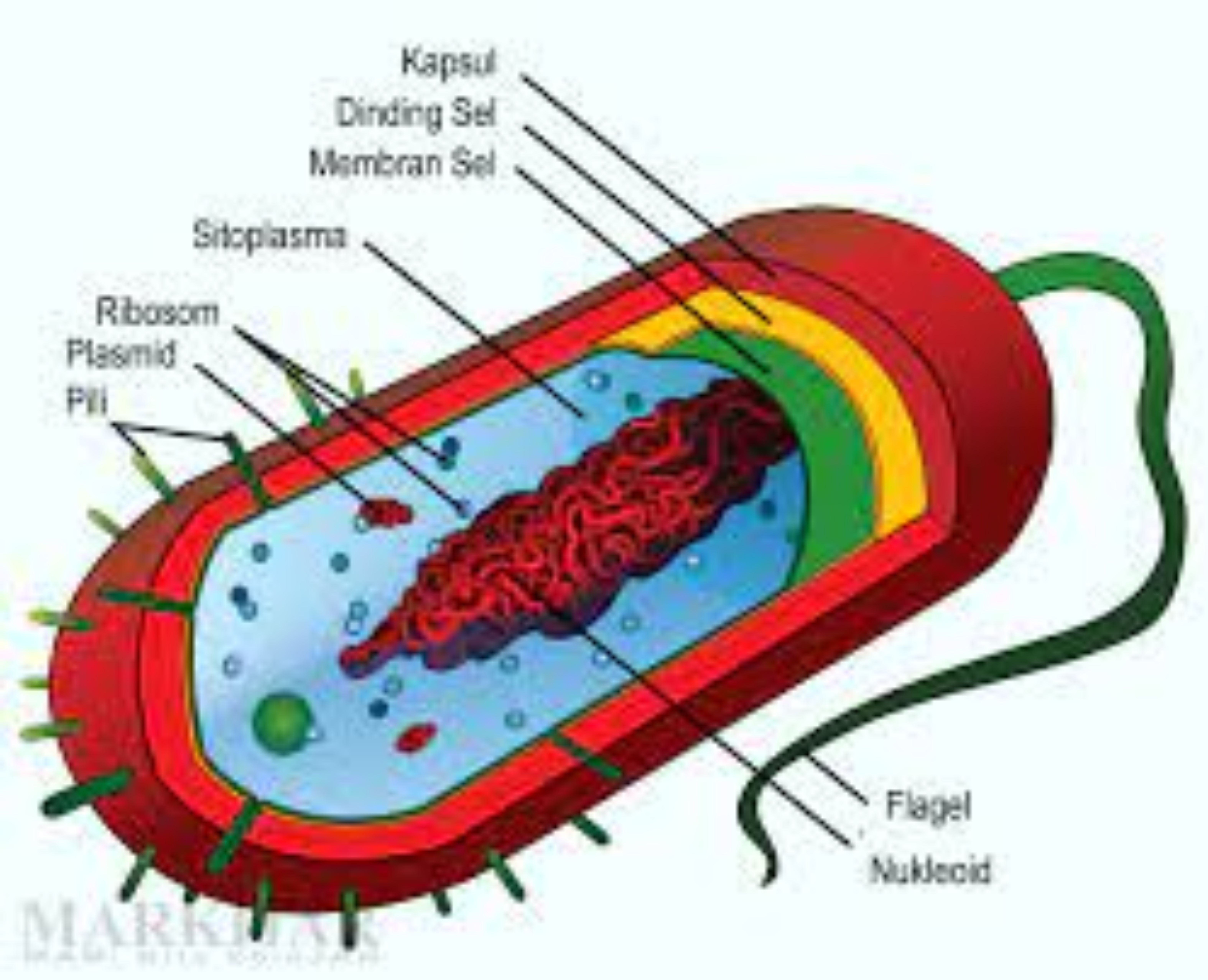 Kingdom Eubacteria
