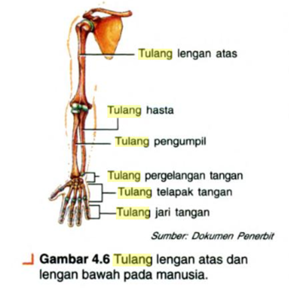 Ilustrasi Tulang
