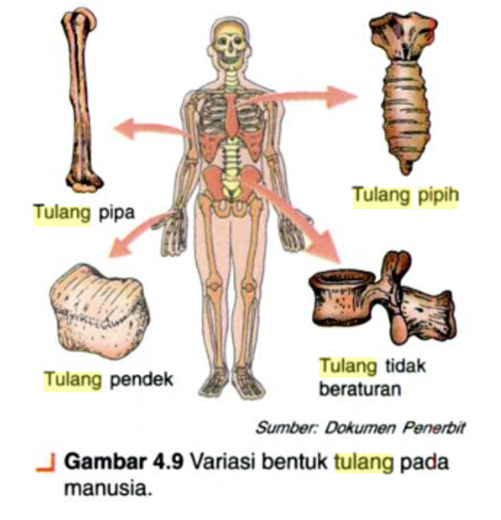 Ilustrasi Tulang Pipih dan Tulang Pendek