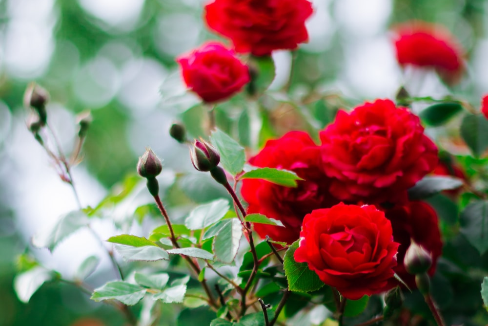 7 Cara Merawat Bunga Mawar dan Jenisjenisnya Varia Katadata.co.id
