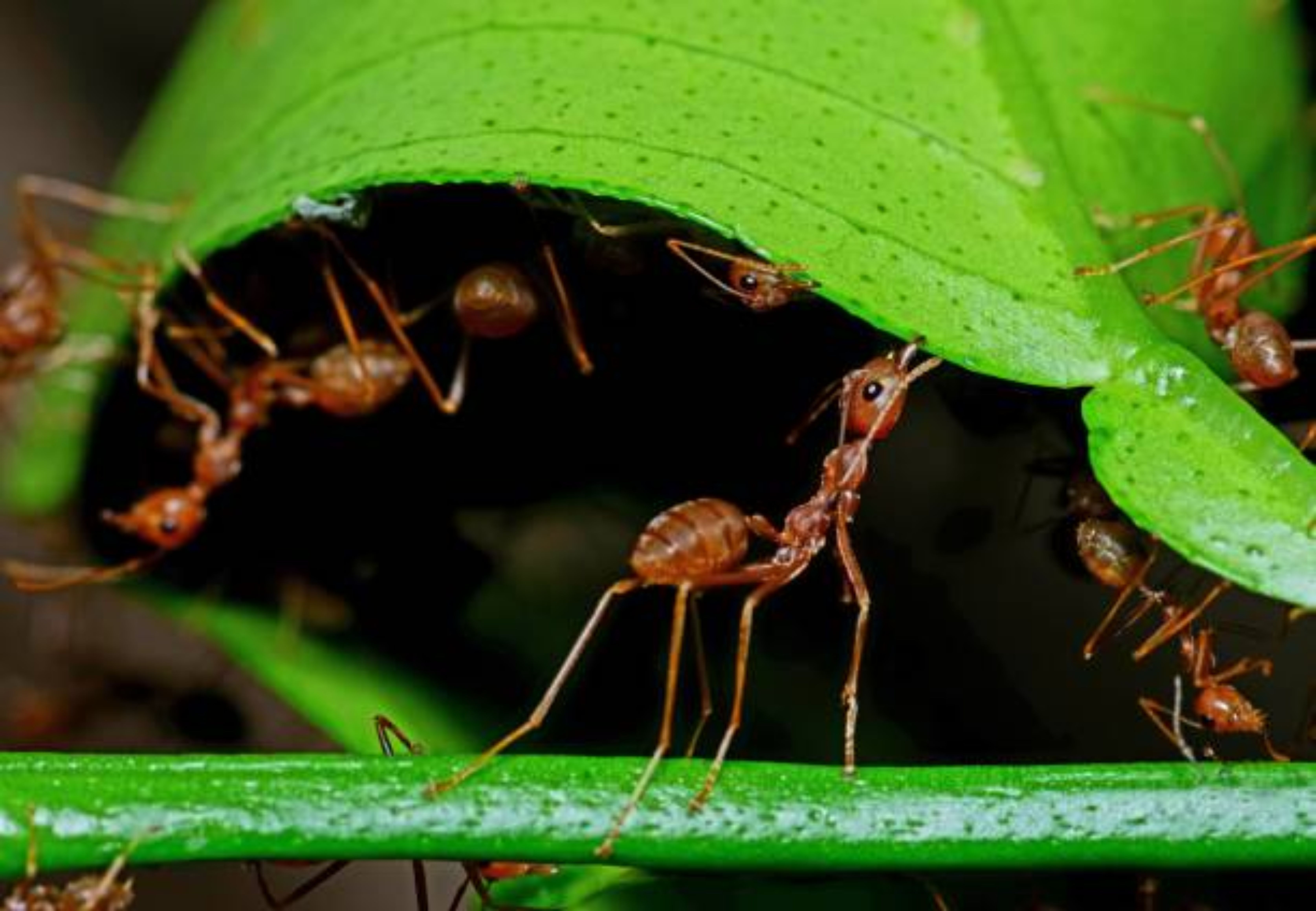 Ilustrasi sarang semut