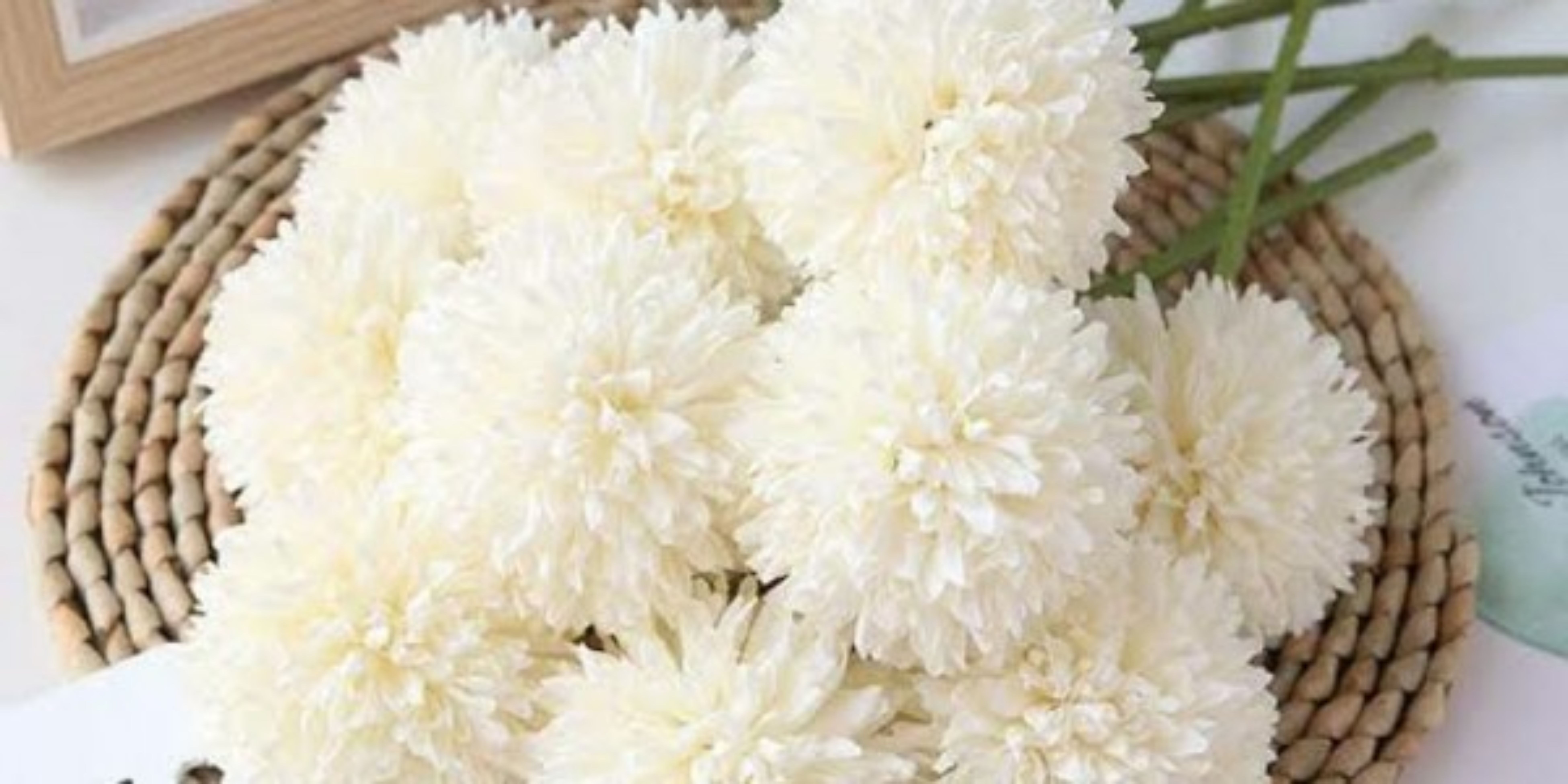 Bunga krisan putih 