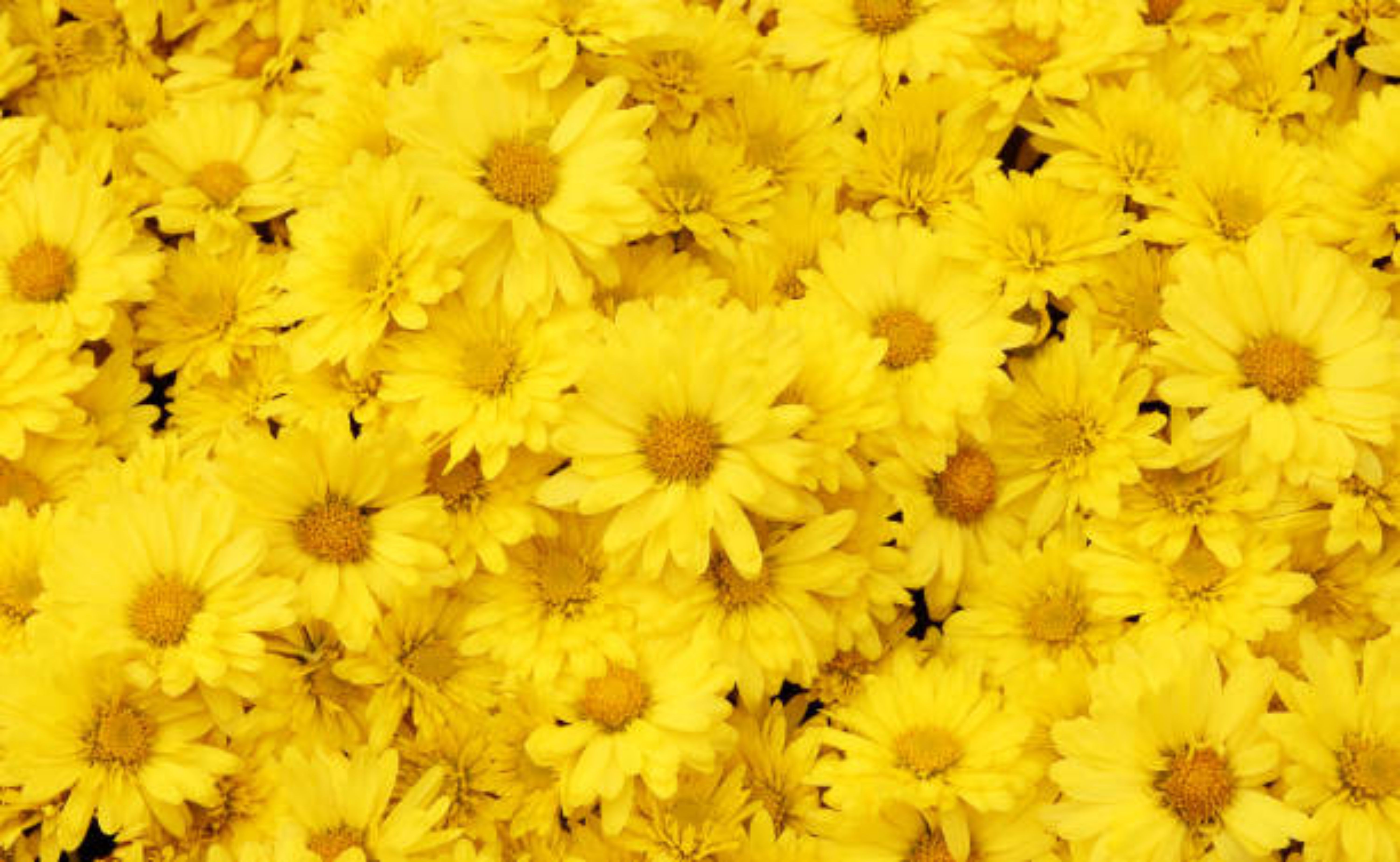 Ilustrasi bunga krisan kuning