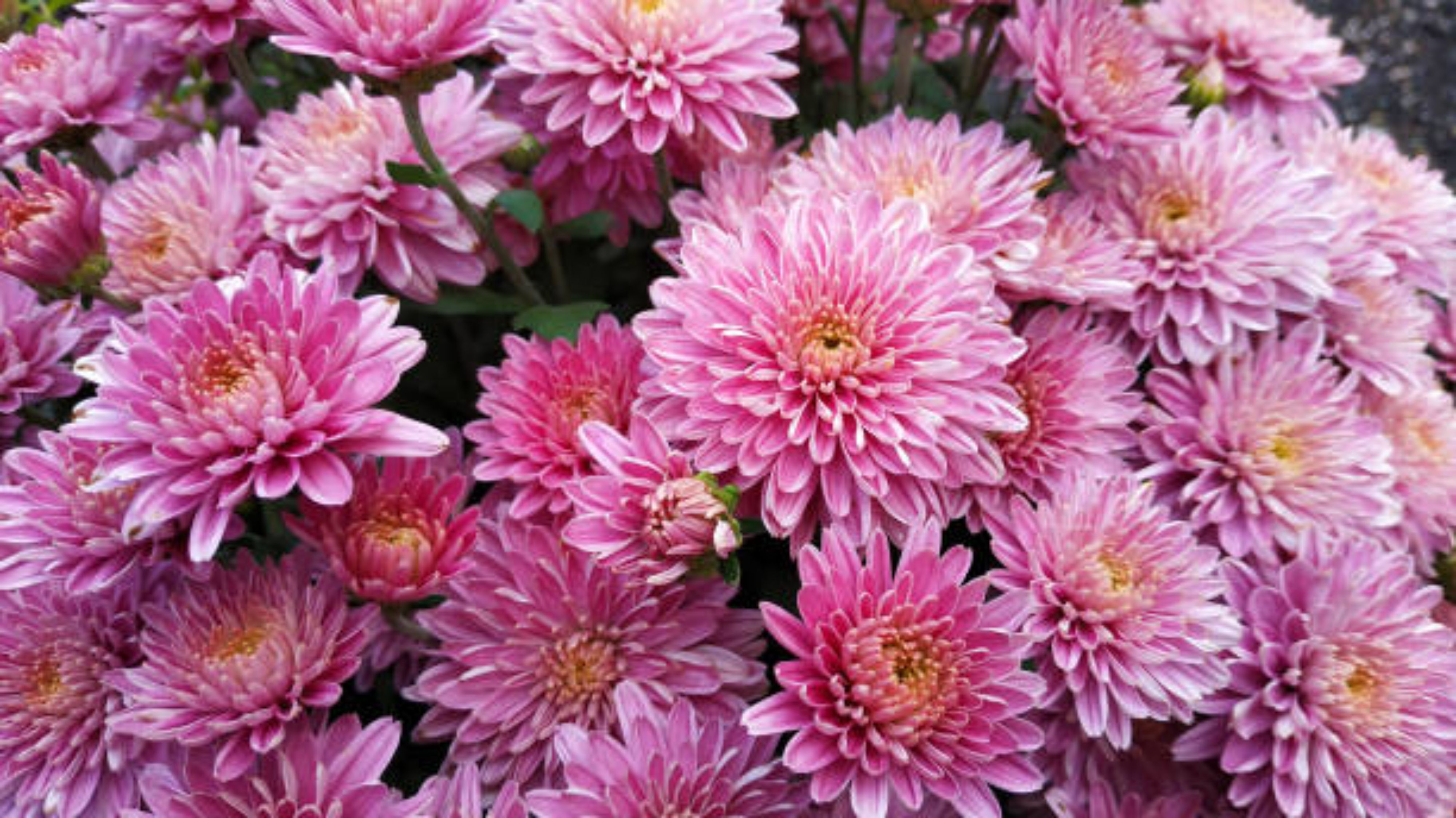 Ilustrasi bunga krisan pink
