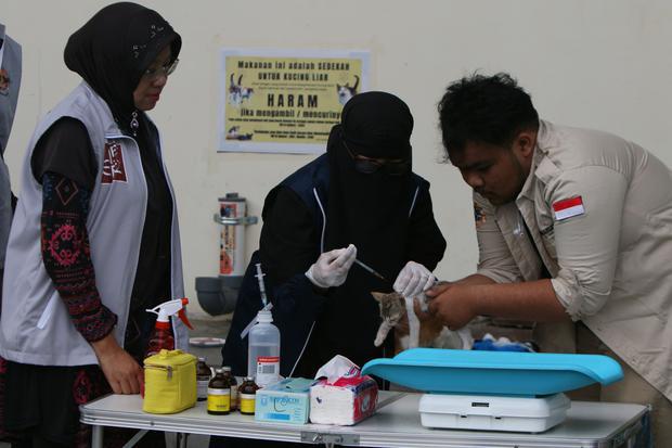 Perawatan kucing liar antisipasi rabies di Aceh