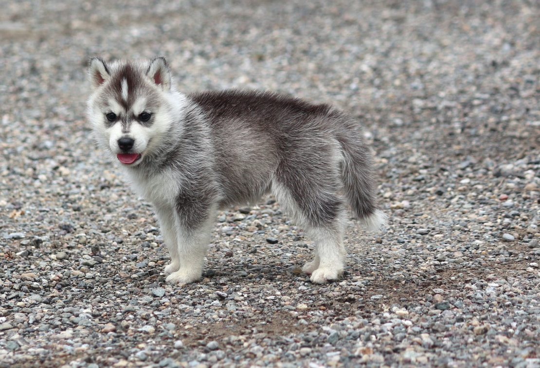 Obat Gatal untuk Anjing di Apotek