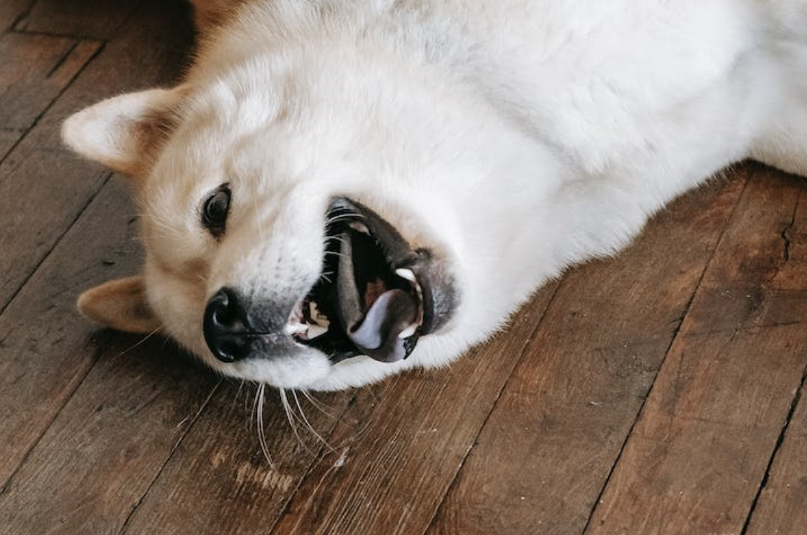 Obat Gatal untuk Anjing di Apotek