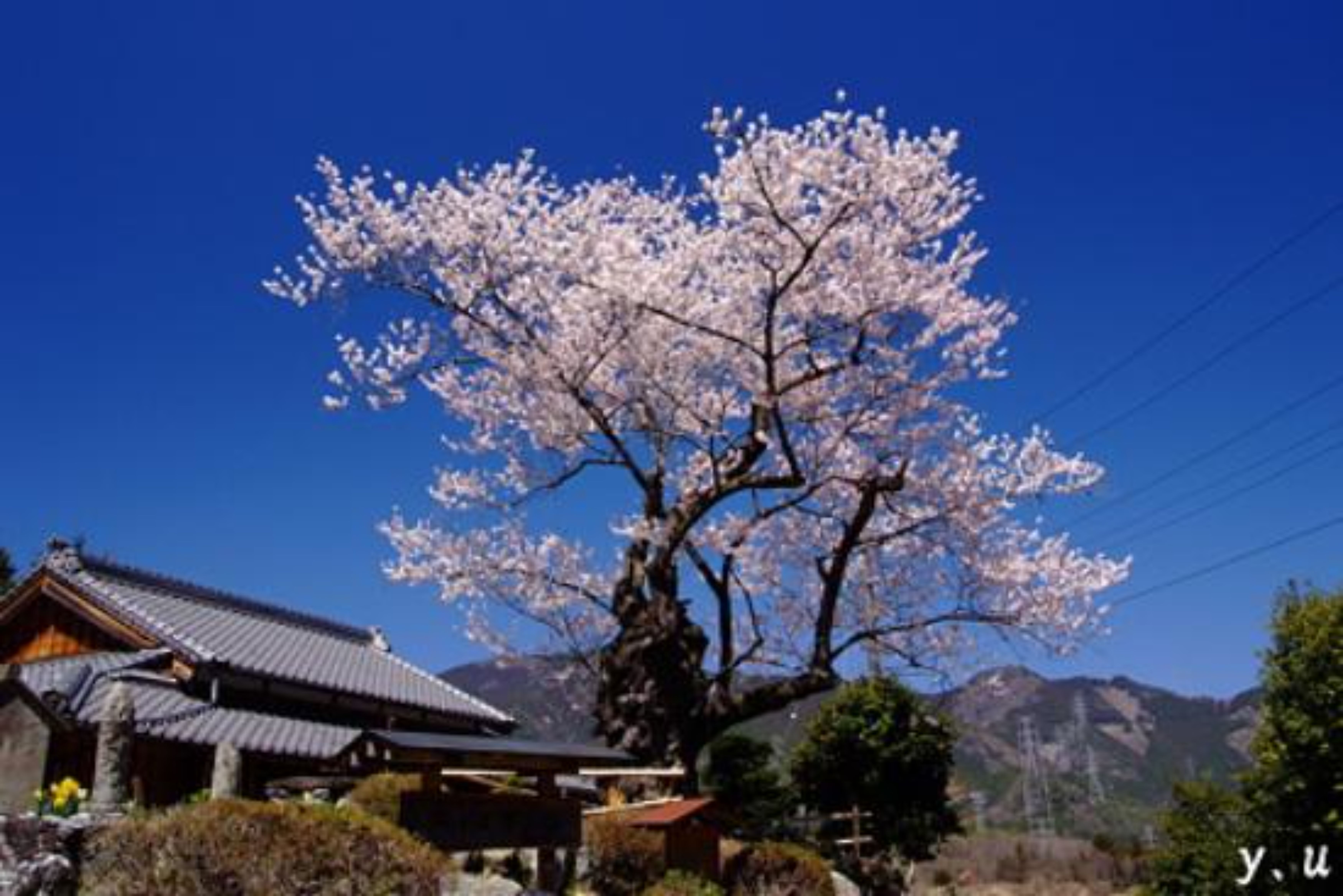 Gambar Bunga Sakura Edo Higan