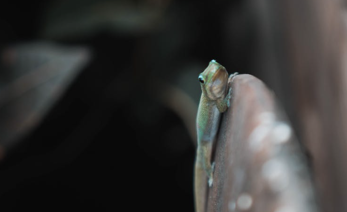 Kejatuhan Kotoran Cicak