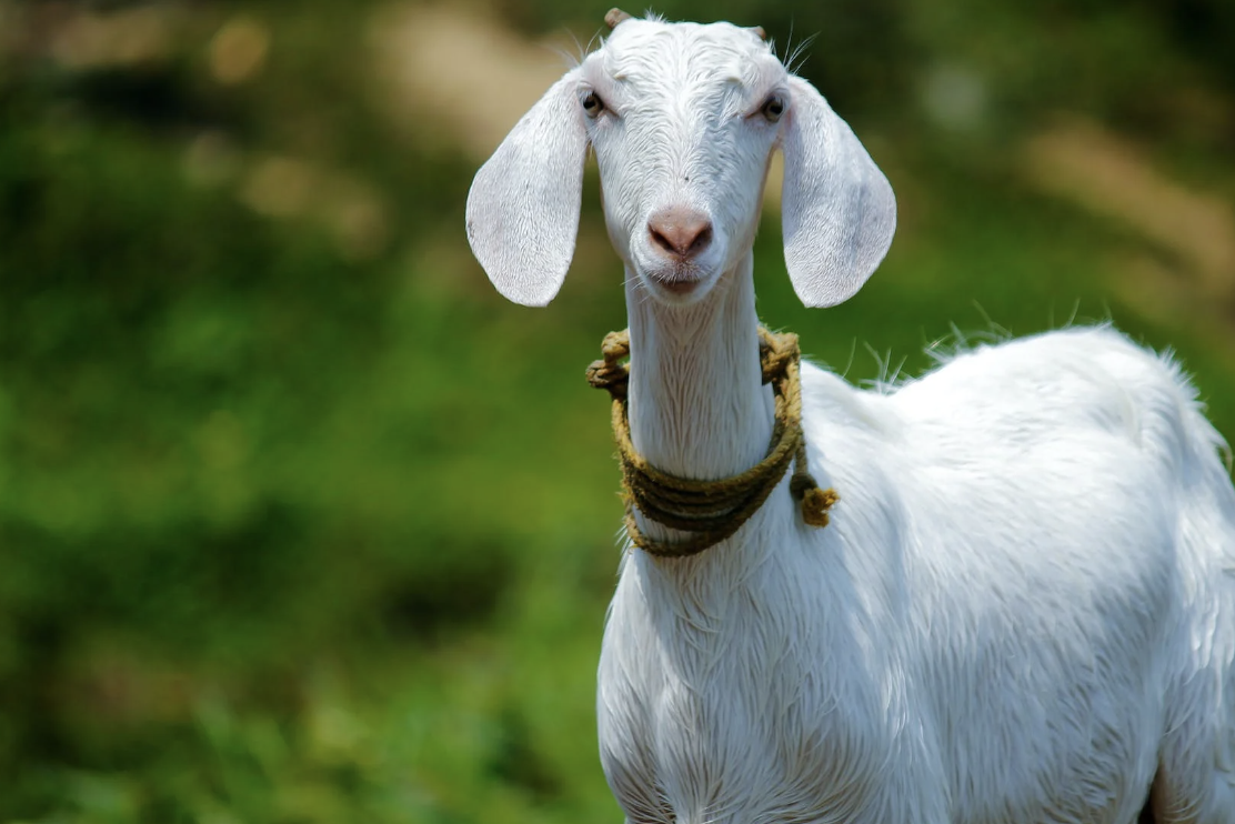 Ucapan Idul Adha Bahasa Jawa