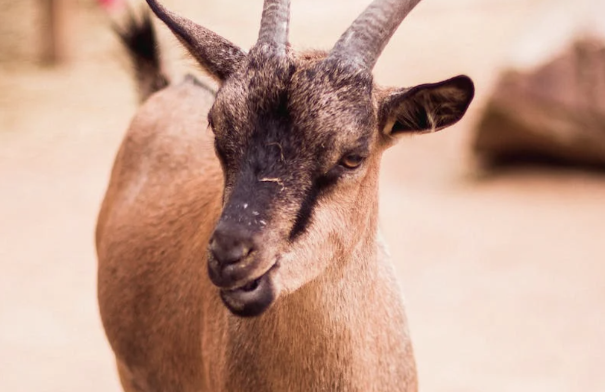 Ucapan Idul Adha Bahasa Jawa