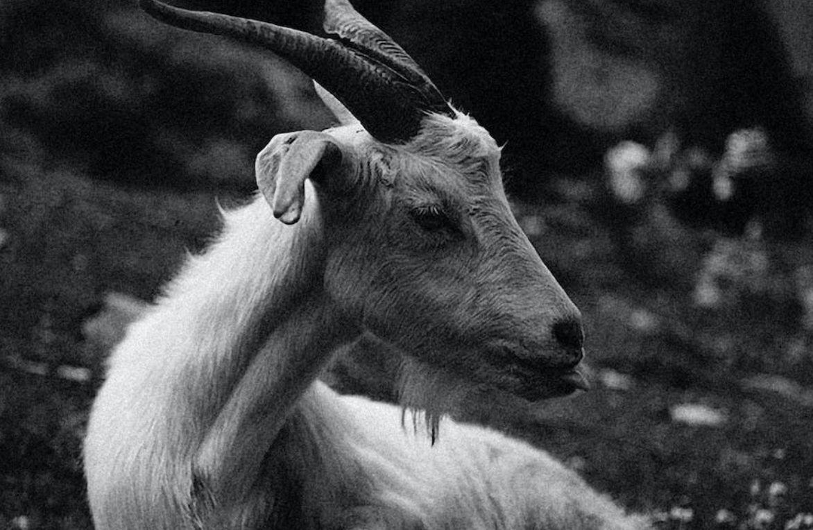 Ucapan Idul Adha Bahasa Jawa