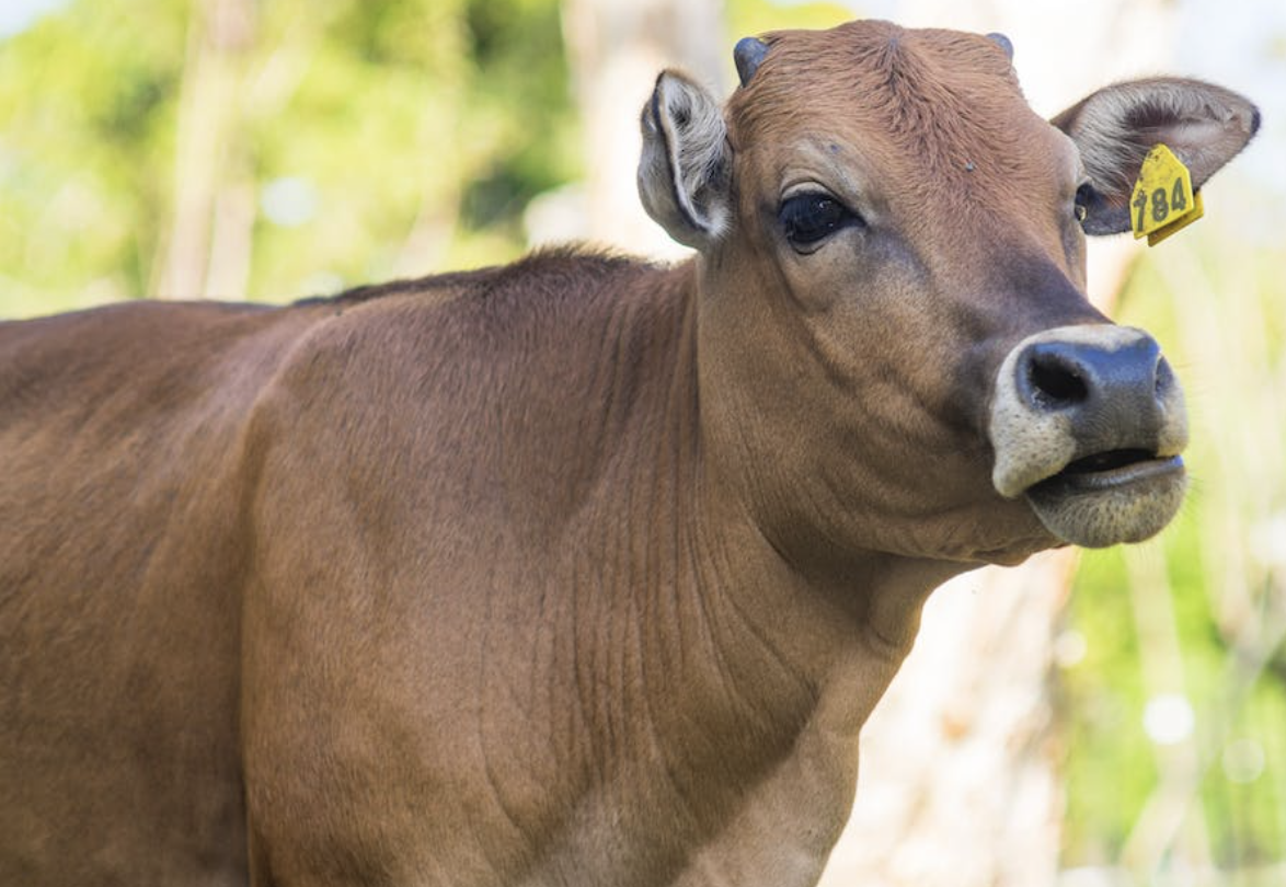 Ucapan Idul Adha Sunda