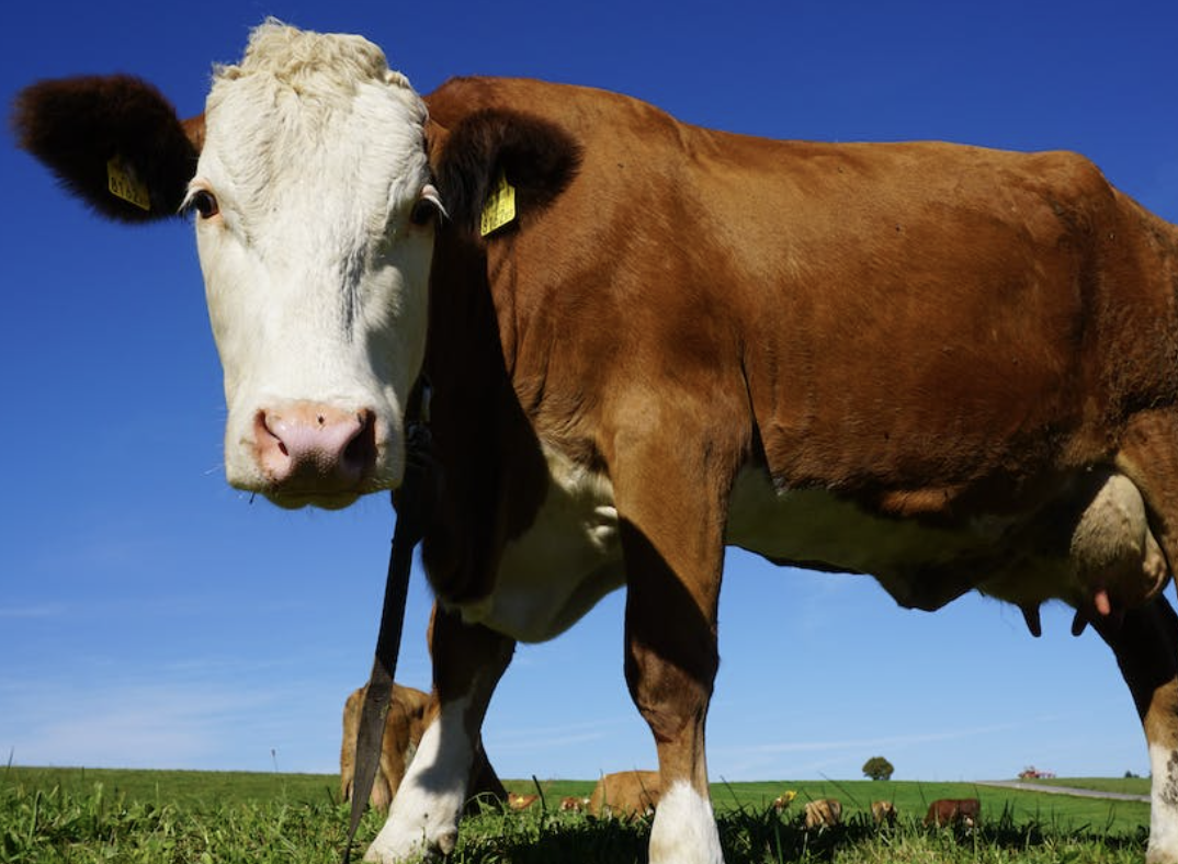 Ucapan Idul Adha Sunda