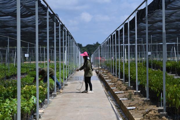 Jokowi Mulai Sejumlah Proyek Di IKN: Astra Biz Center Hingga Sekolah ...