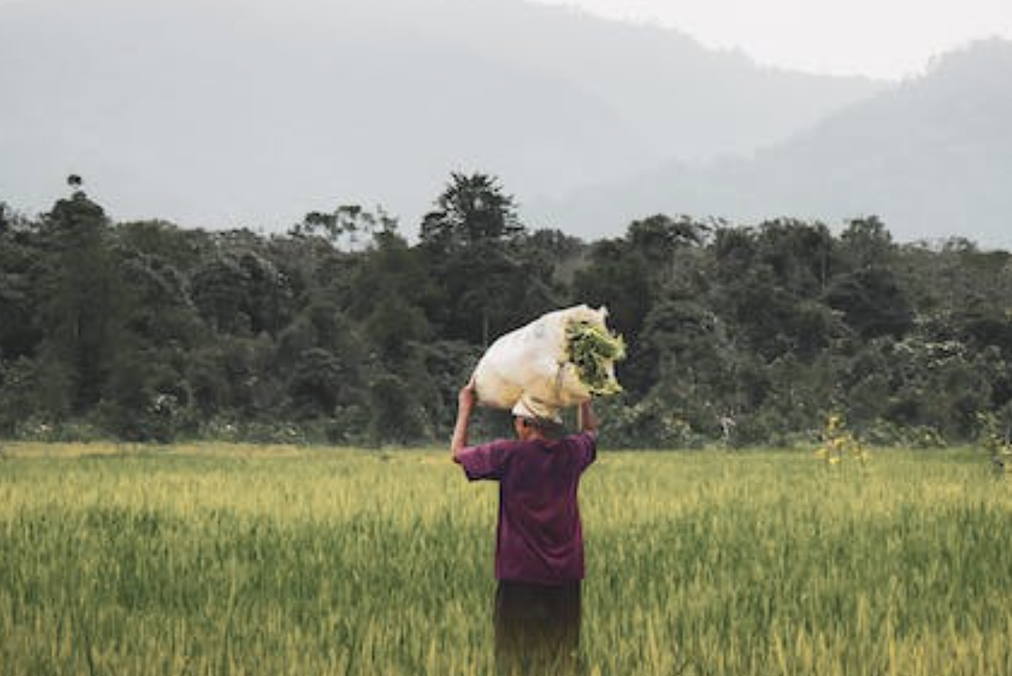 Usaha yang Menjanjikan di Desa