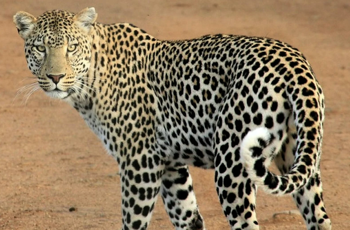 Hari Macan Tutul Arab Internasional