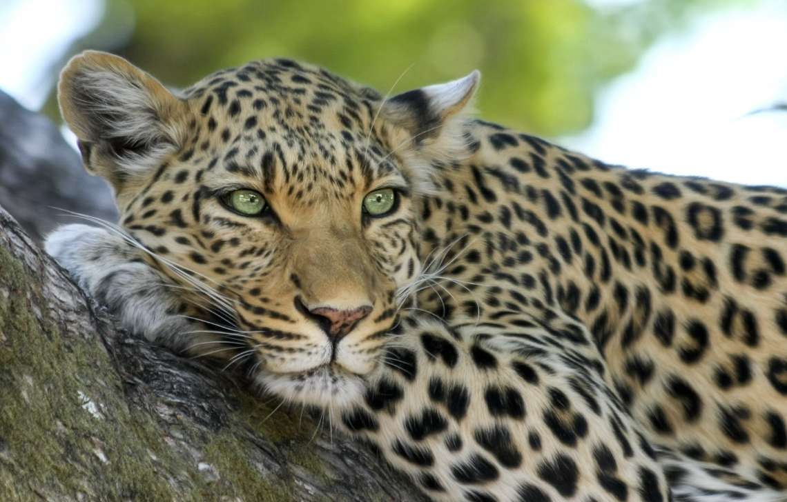 Hari Macan Tutul Arab Internasional