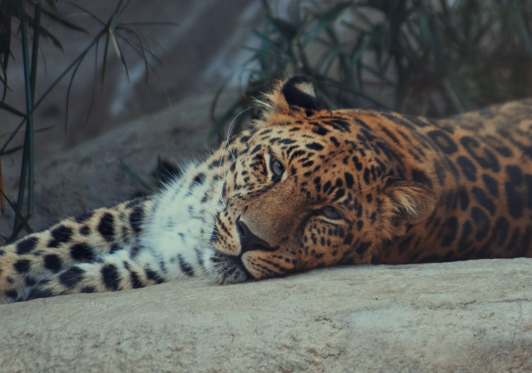 Hari Macan Tutul Arab Internasional
