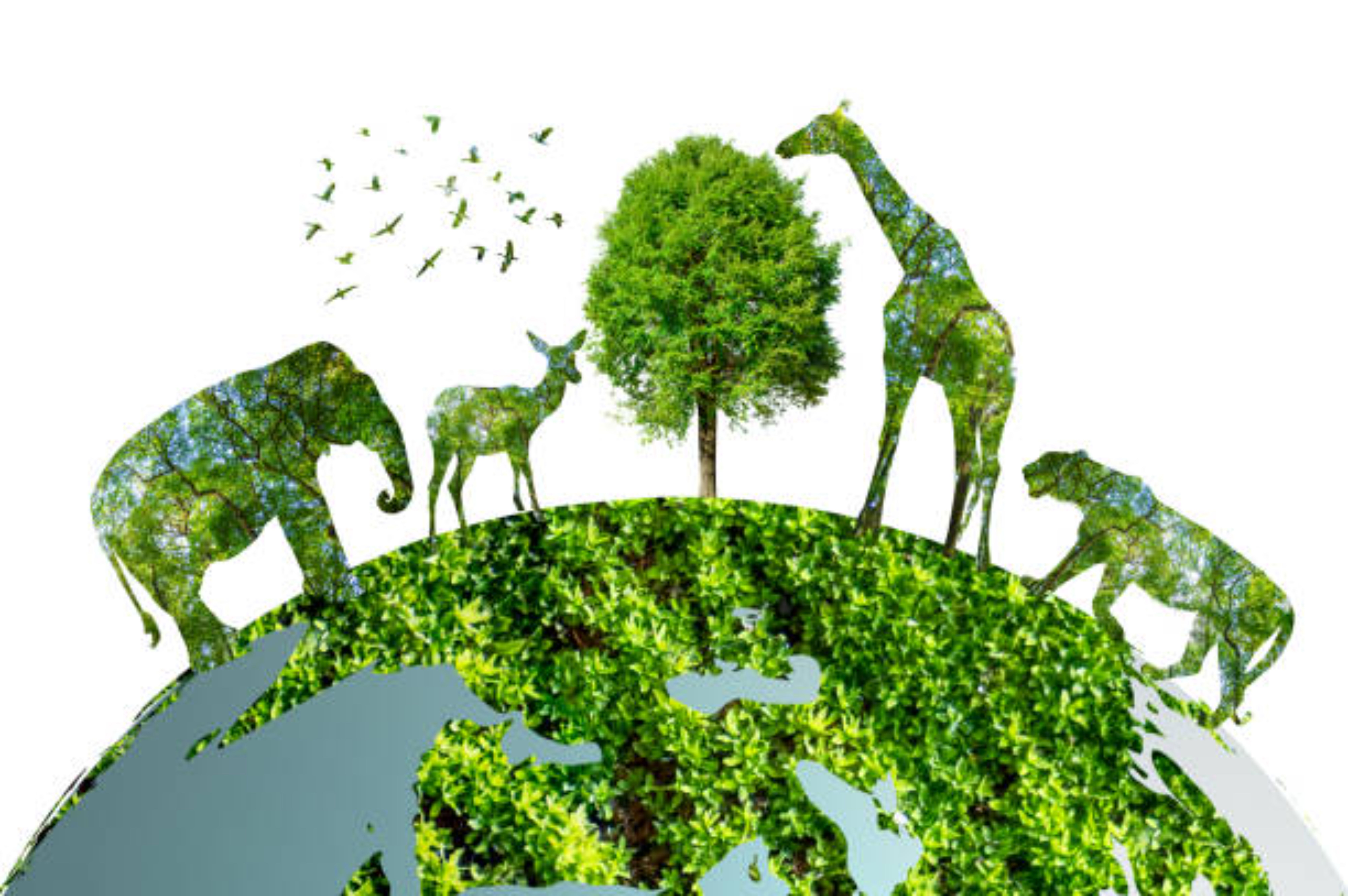 Komponen biotik berdasarkan tingkat organisasinya