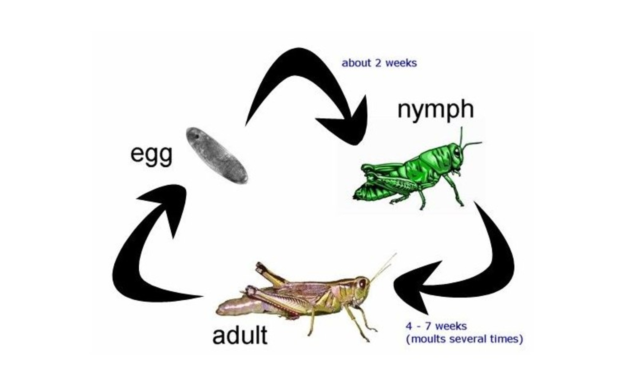 Metamorfosis Tidak Sempurna