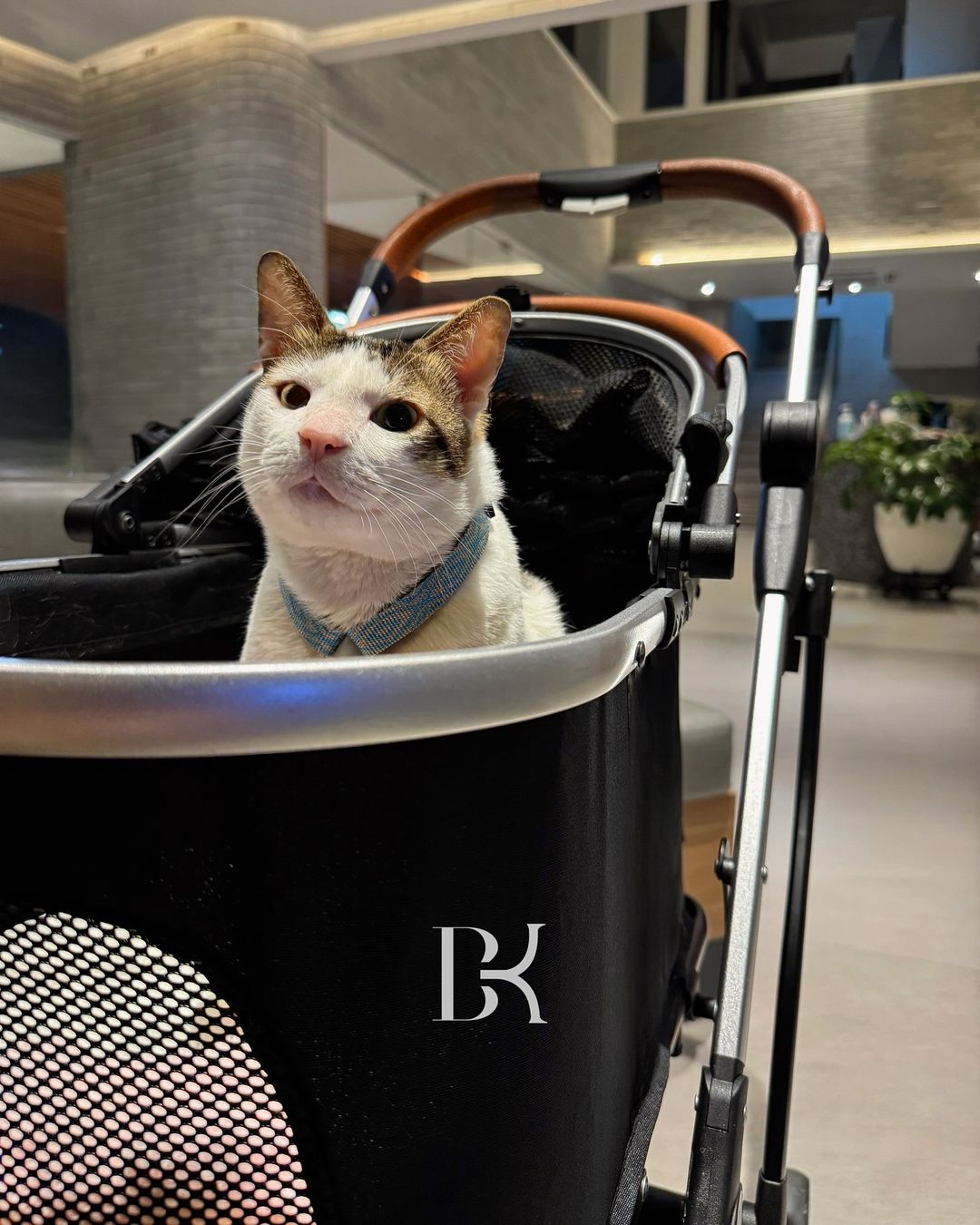 Ilustrasi Kucing Presiden Prabowo Subianto