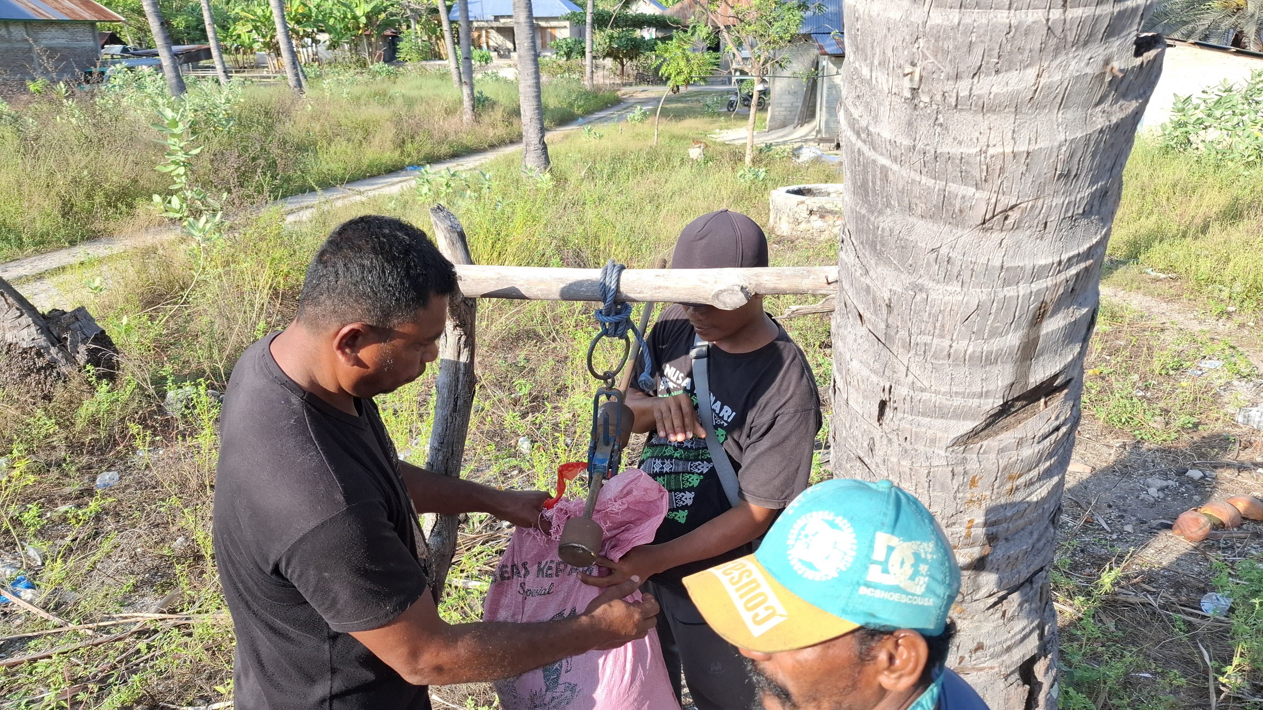 Pengambilan kenari dari pengepul di Kabupaten Alor, Nusa Tenggara Timur.